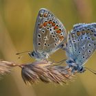 Common Blue oder Hauhechelbläuling (Polyommatus icarus)