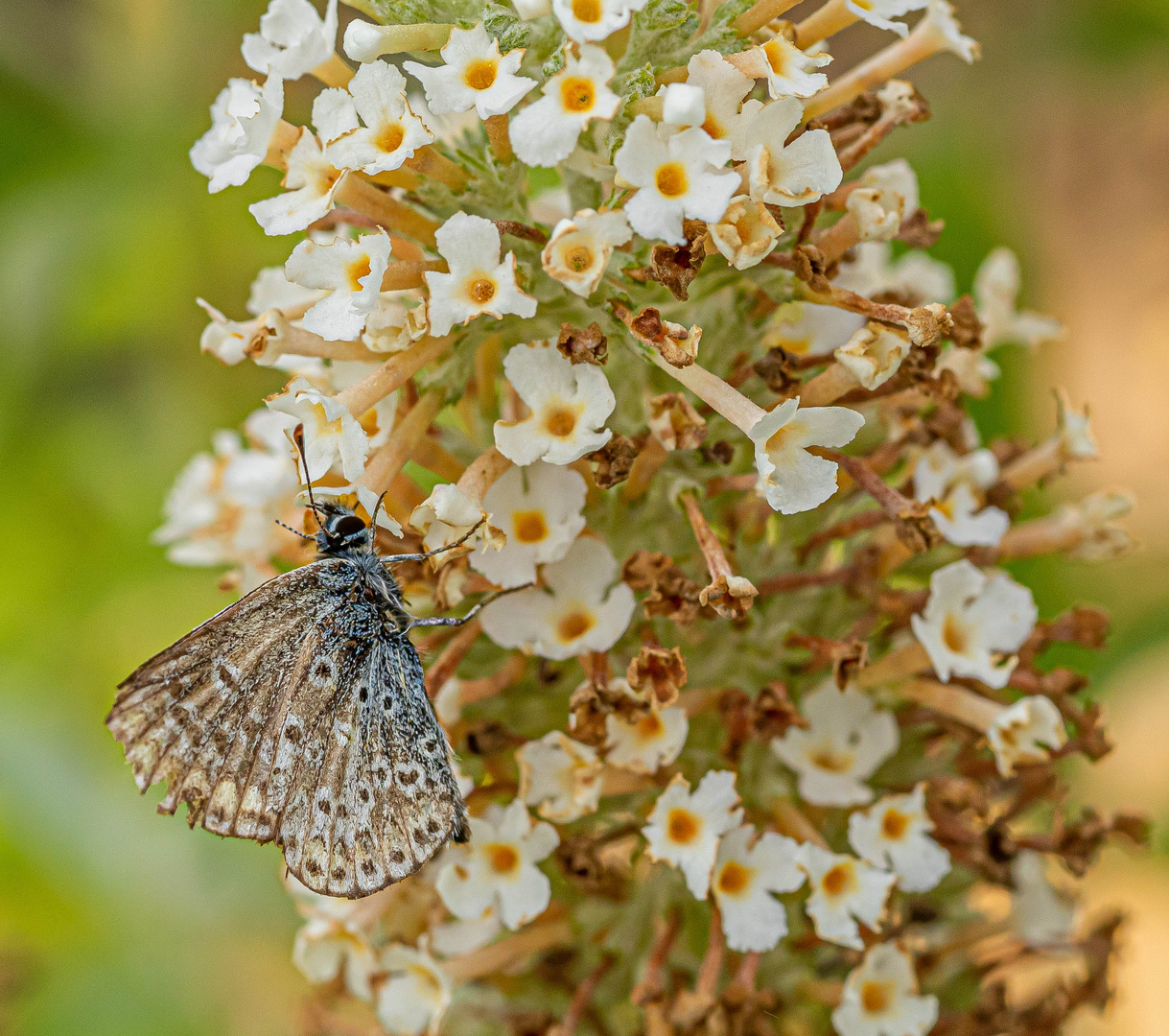 Common blue - Polyommatus icarus - Hauhechel-Bläuling