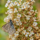 Common blue - Polyommatus icarus - Hauhechel-Bläuling