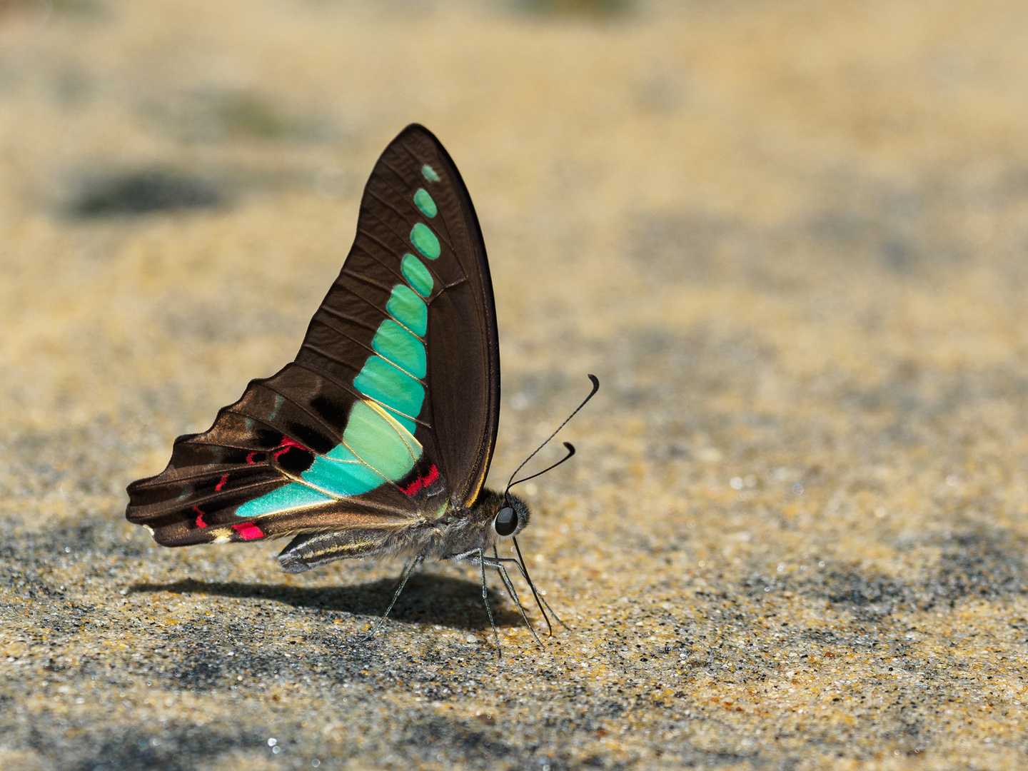 Common Bluebottle