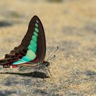 Common Bluebottle