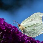 Common brimstone