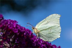 Common brimstone