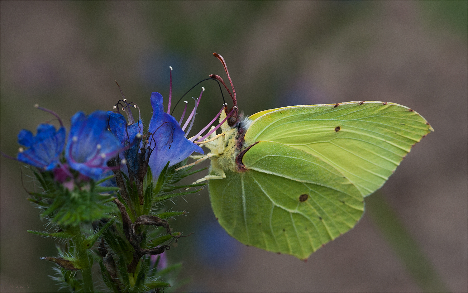 Common brimstone sipping nectar