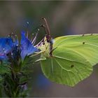 Common brimstone sipping nectar