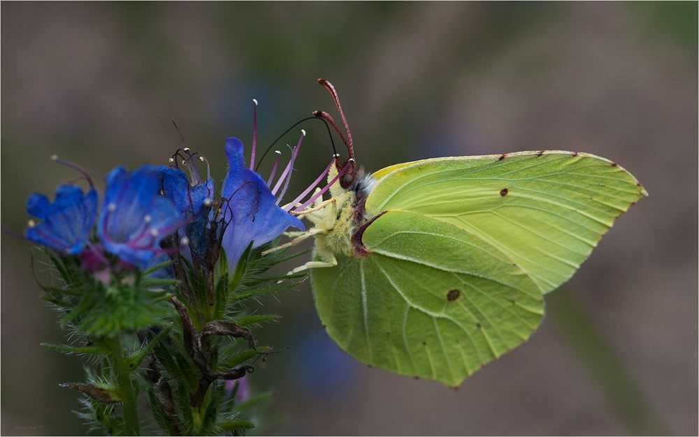 Common brimstone sipping nectar