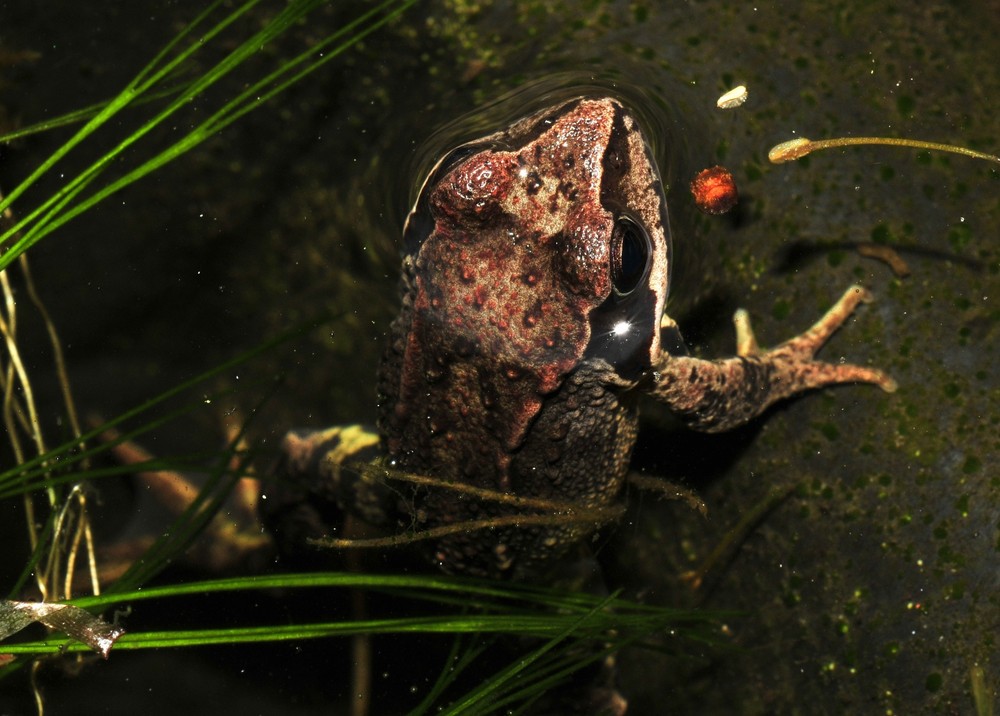 Common brown frog