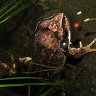 Common brown frog
