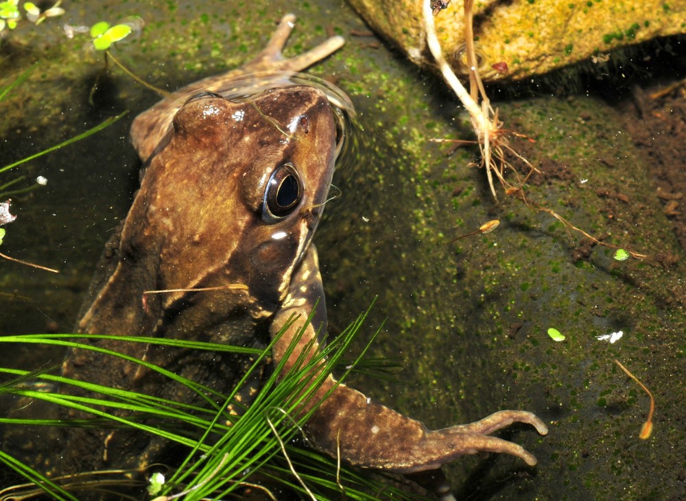 Common brown frog #2