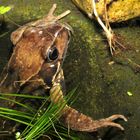 Common brown frog #2