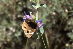 Common Buckeye (Junonia coenia)