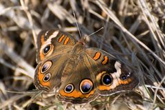 Common Buckeye (Junonia coenia)