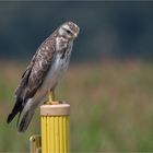  Common buzzard