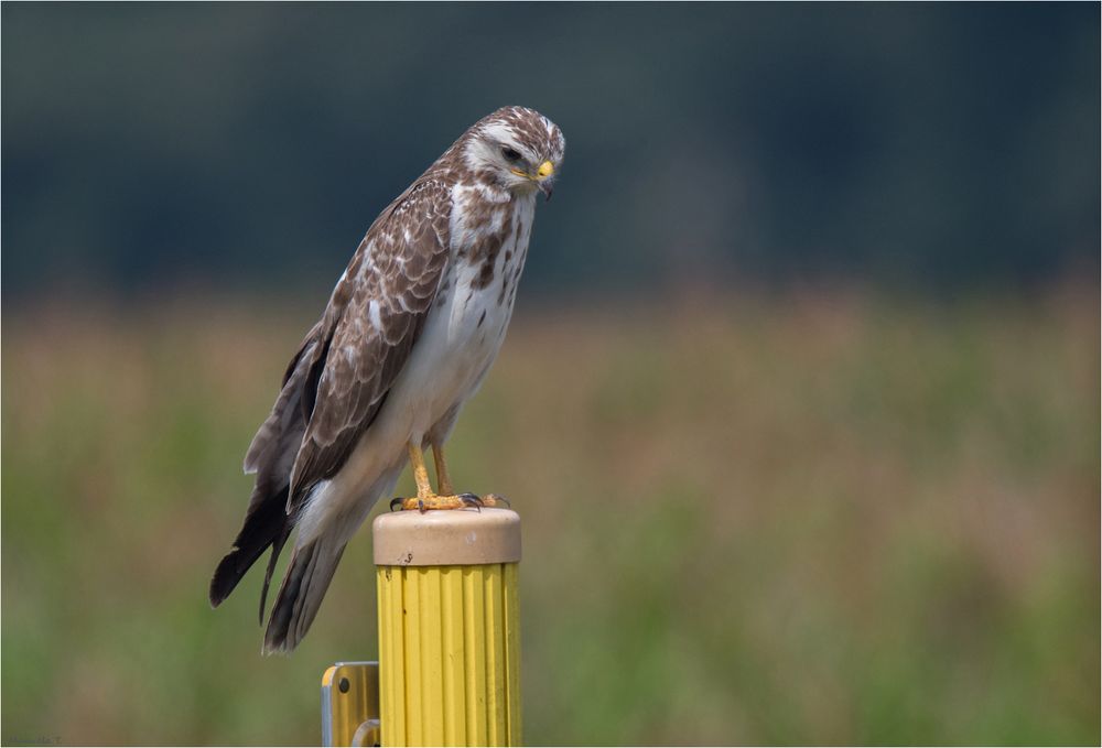  Common buzzard