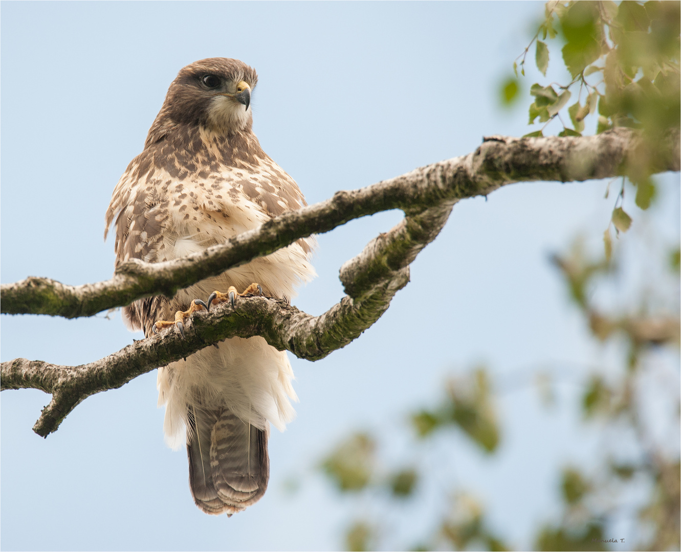 Common buzzard