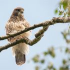 Common buzzard