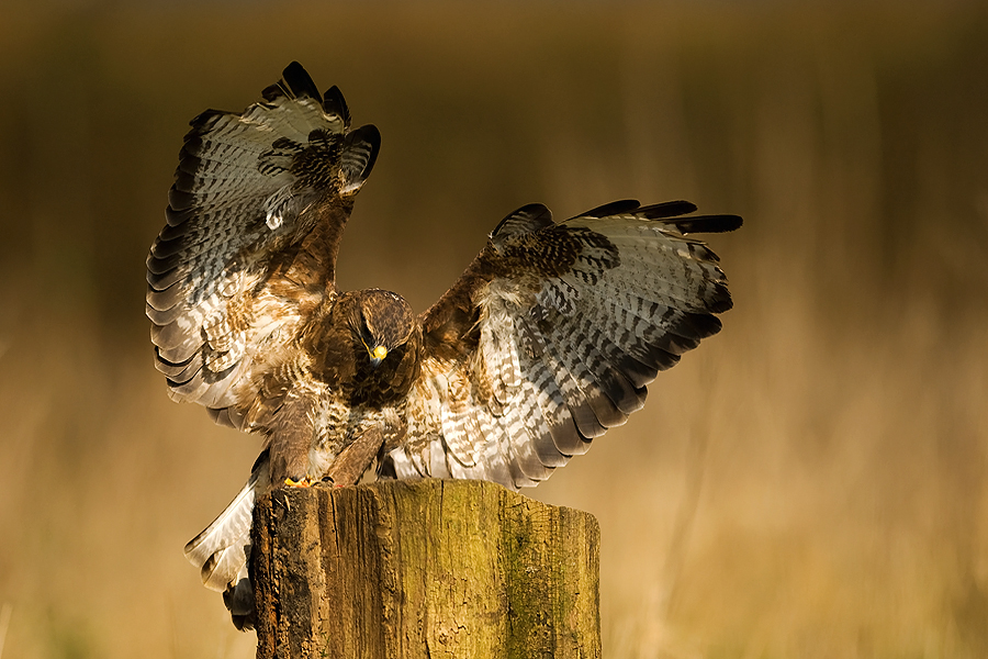 Common Buzzard