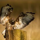 Common Buzzard