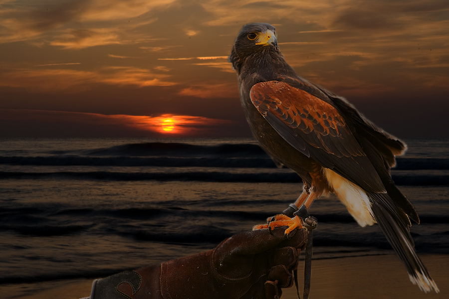 Common Buzzard