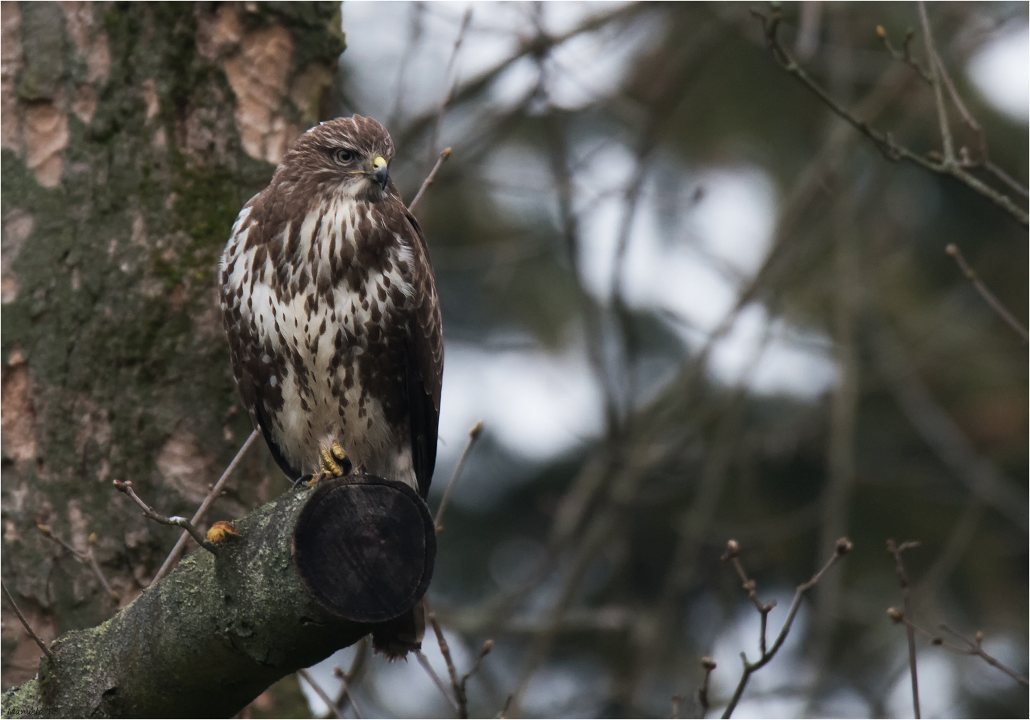 Common buzzard