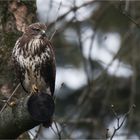 Common buzzard