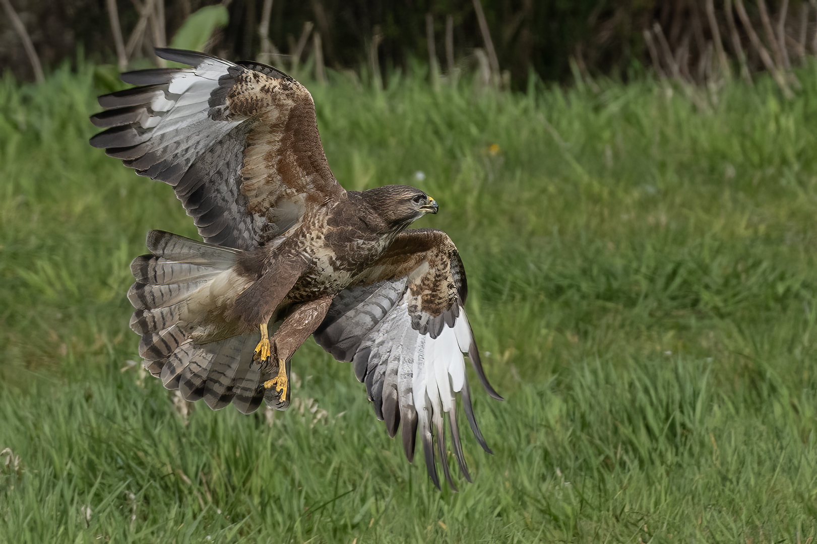 Common Buzzard