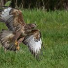 Common Buzzard