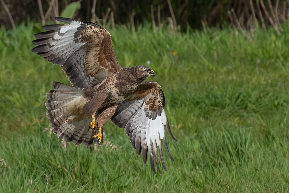 Common Buzzard