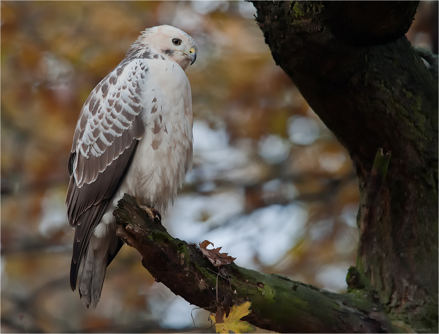 Common buzzard