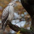 Common buzzard