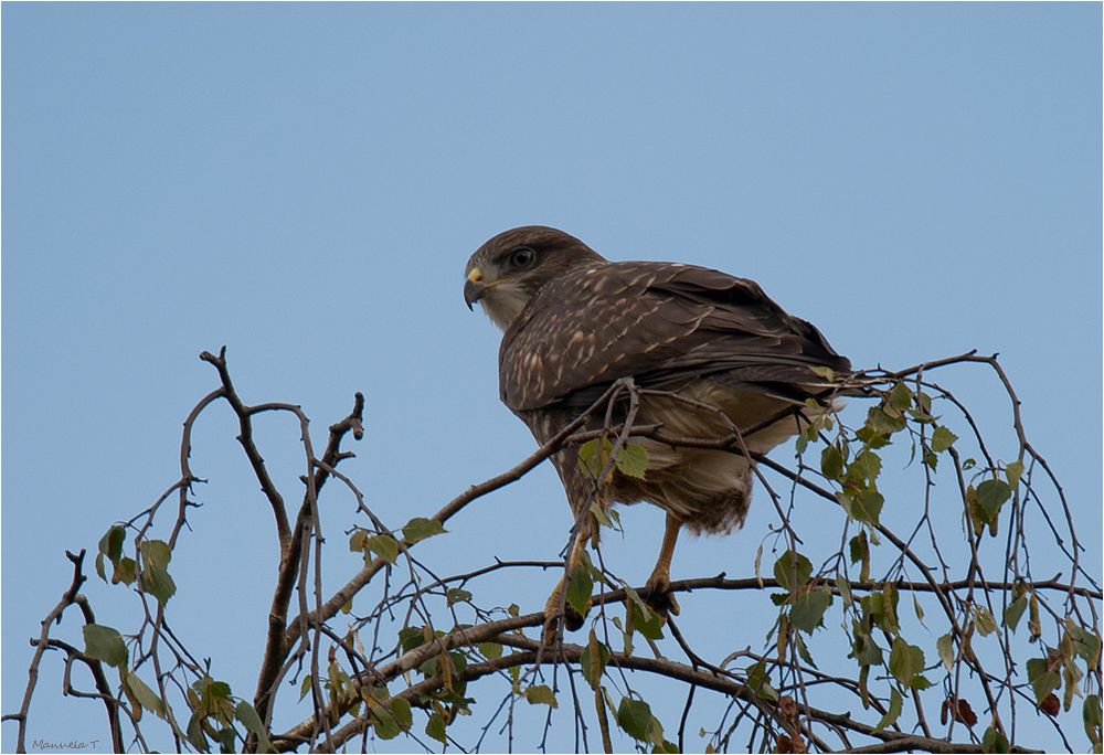 Common buzzard