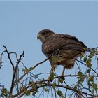 Common buzzard