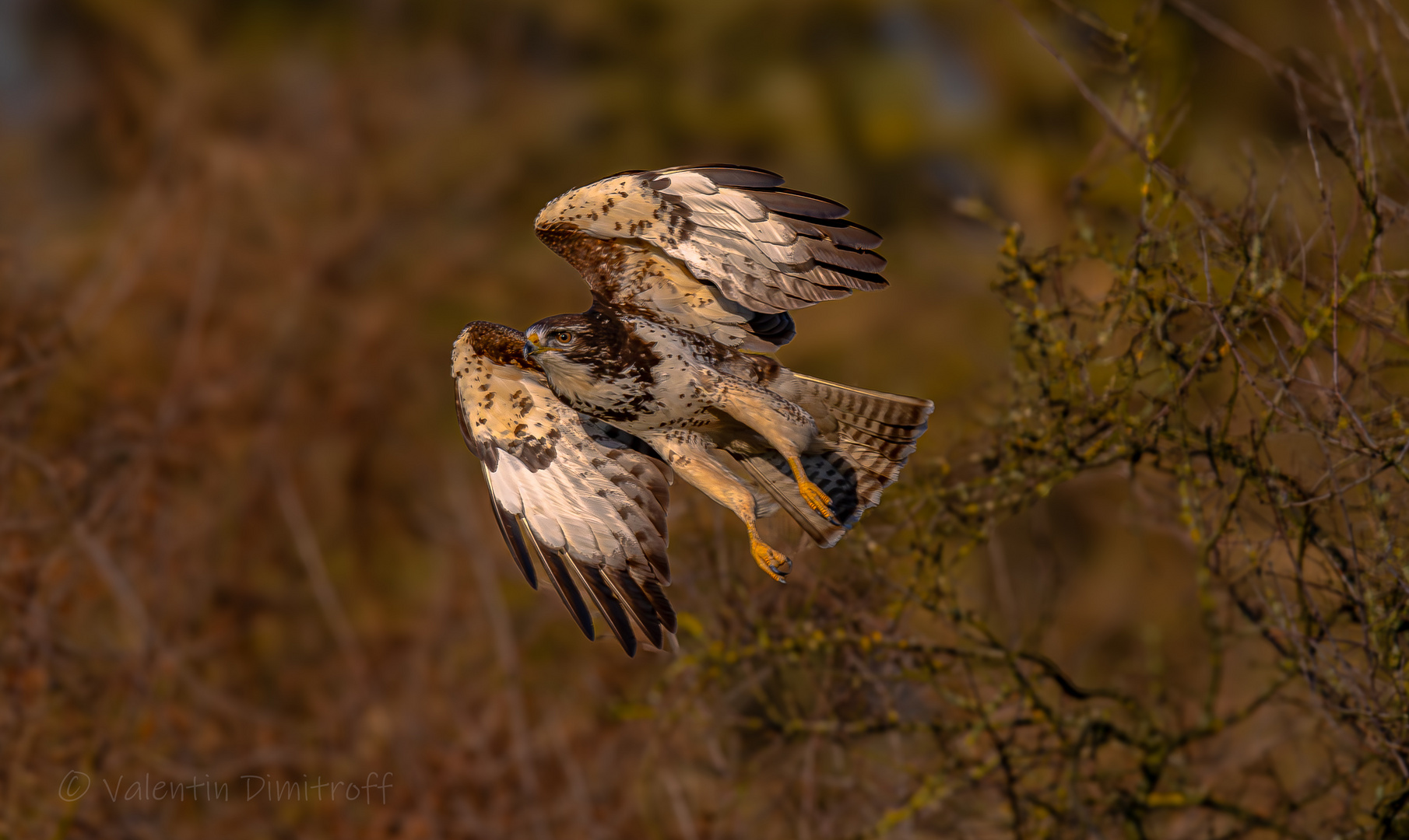 Common Buzzard