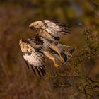 Common Buzzard