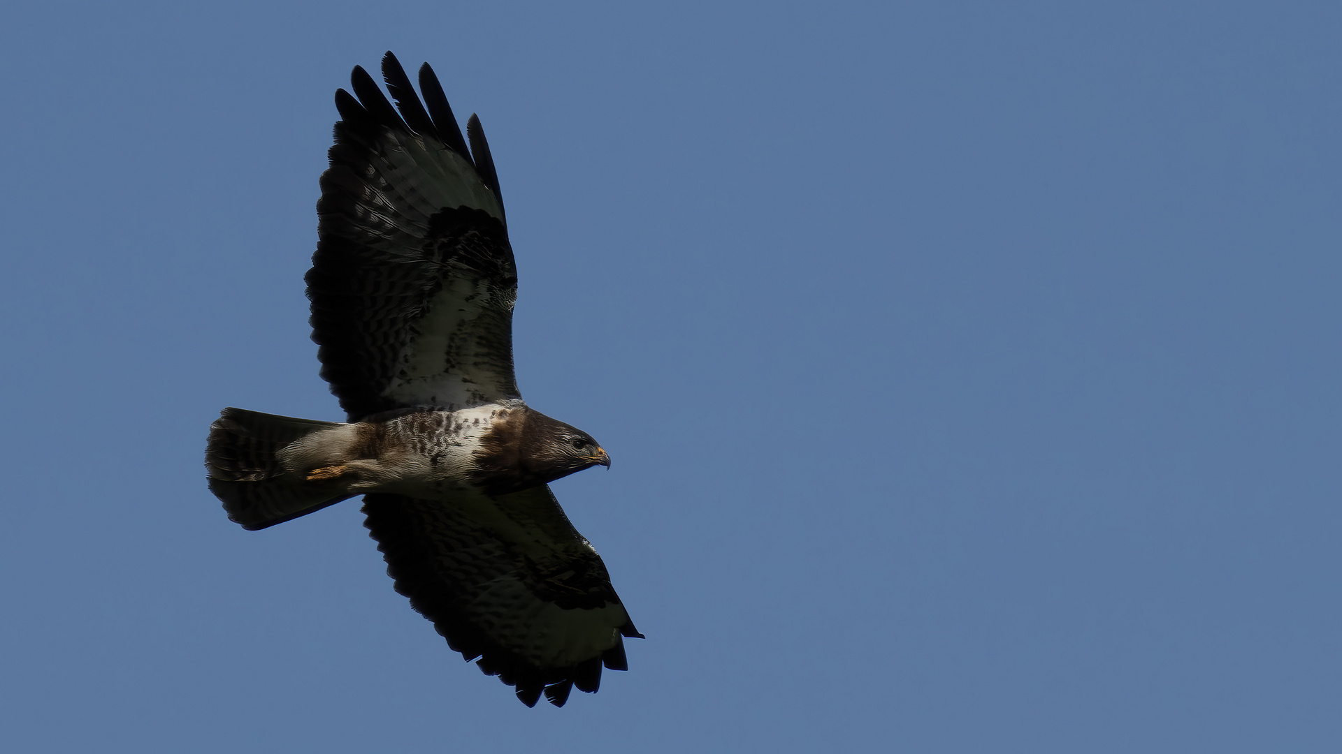 Common Buzzard