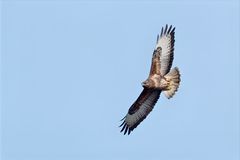Common Buzzard