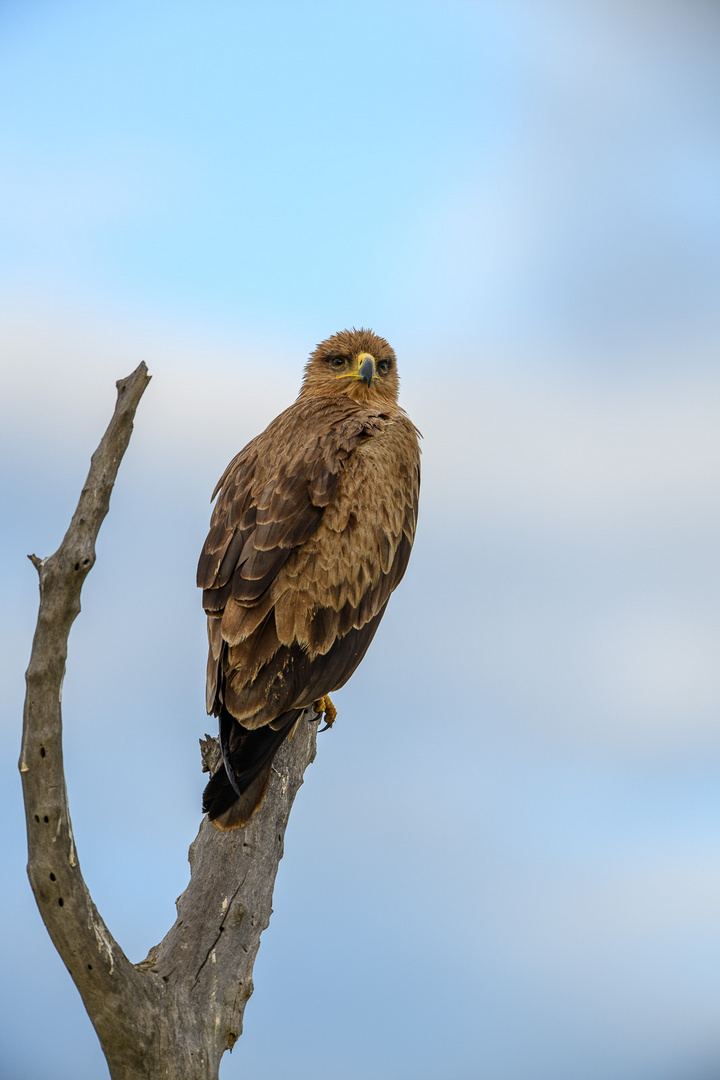 Common Buzzard (Mäusebussard), Murchison Falls, Uganda