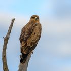 Common Buzzard (Mäusebussard), Murchison Falls, Uganda