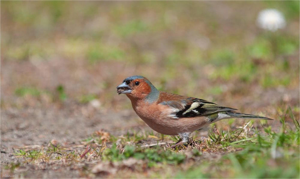 Common chaffinch