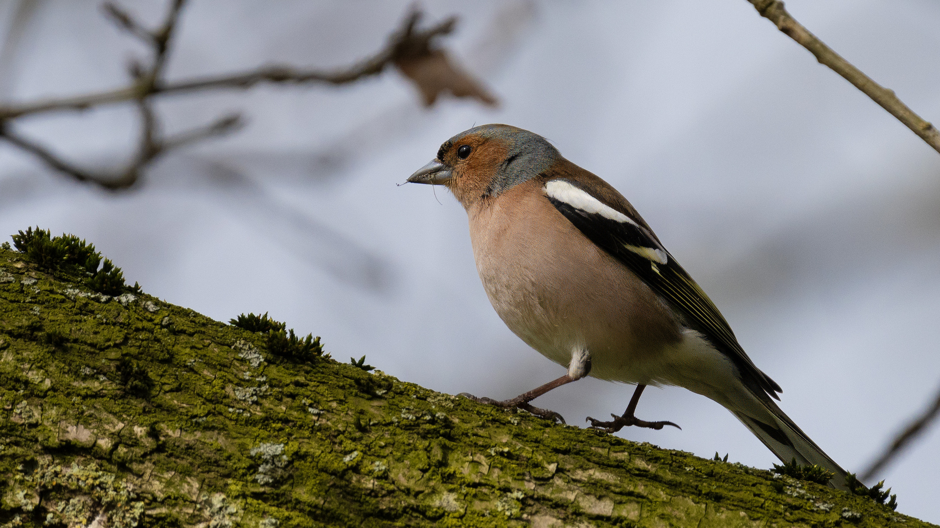 Common Chaffinch