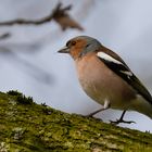 Common Chaffinch