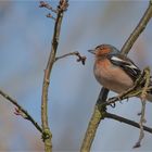 Common chaffinch