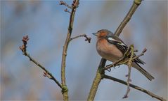 Common chaffinch