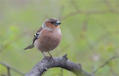 Common chaffinch