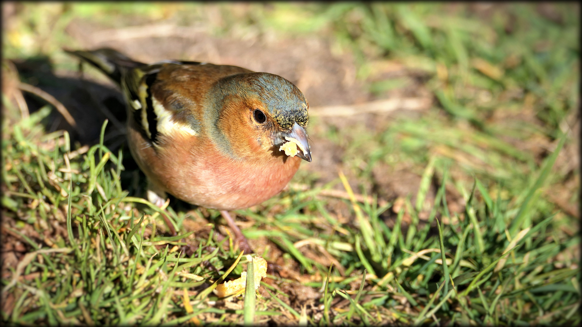 Common chaffinch