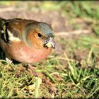 Common chaffinch