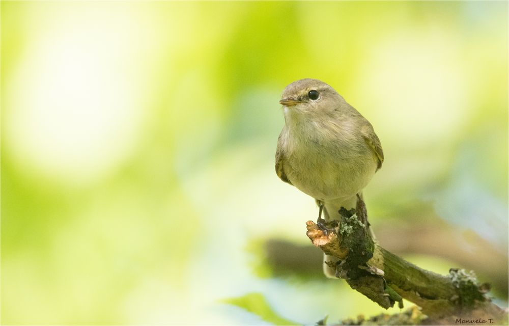 Common chiffchaff