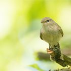 Common chiffchaff