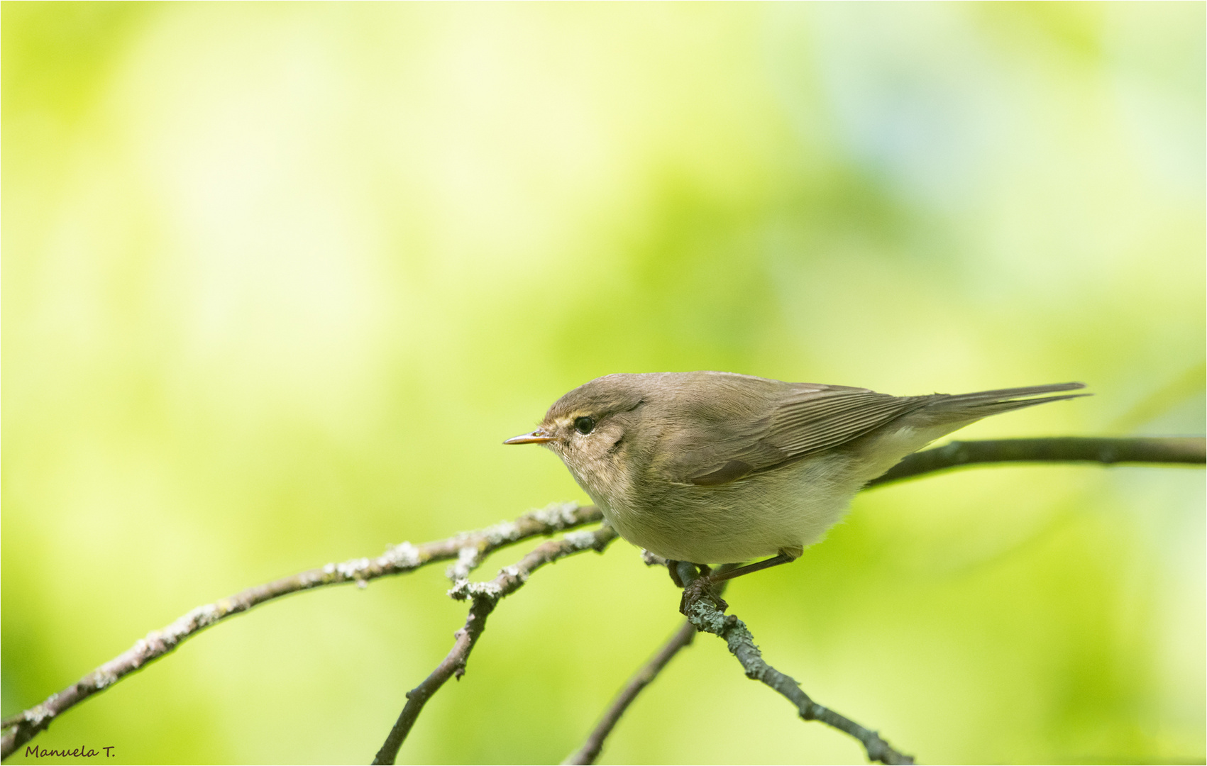 Common chiffchaff