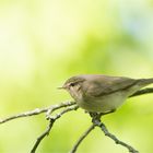 Common chiffchaff